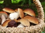 ТОП-5 корисних грибів