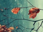 Прогноз погоды в Украине на 8 ноября: преимущественно дожди