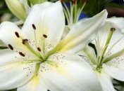 Ботаники обнаружили лилию возрастом более 110 миллионов лет