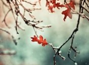 Погода в Украине 1 ноября: местами дожди с мокрым снегом