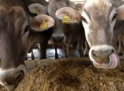 Канада будет экспортировать в Украину крупный рогатый скот