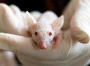 Впервые: японские ученые вырастили трехмерное сердце из клеток мышей (Фото)