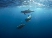 Этот вирус принес и что-то прекрасное: В опустевшую Венецию приплыли дельфины