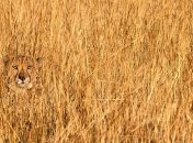 Исчезновение животных: найди кто здесь есть (Фото)