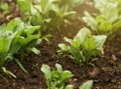 Зола – це універсальне добриво