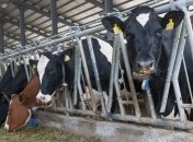 Украина будет экспортировать говядину в Турцию