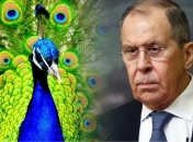 лавров отправил журналиста "говорить с павлинами"