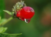 Украинские тропики следует ожидать на выходных 10-11 августа