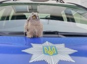 В патрульной полиции Ровно "служит" сова
