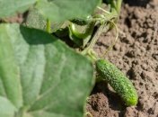 Выращивание огурцов на огороде