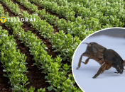 Колаж "Телеграфу"