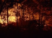 Из-за лесных пожаров городок в Австралии под угрозой исчезновения