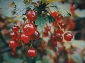 Природный отбеливатель: избавиться от пигментных пятен и веснушек поможет красная смородина