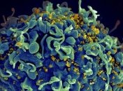 Вакцина против ВИЧ смогла излечить нечеловекообразных приматов