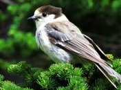 11 декабря - приметы и обряды в Сойкин день