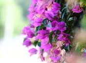 Девять мучеников: приметы и обряды 12 мая