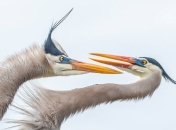 Audubon Photography Awards 2019: лучшие фотографии птиц с разных уголков света