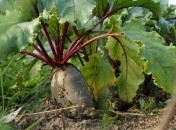 Чем подкормить свеклу в сентябре