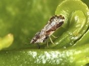 Биологи заподозрили тлю в способности к фотосинтезу