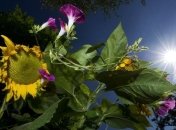 Погода в Украине: начало недели будет жарким 