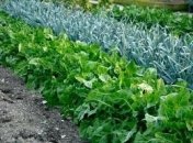 Как лучше всего разместить грядки