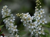 Ирина (Арина) рассадница: приметы и обряды на 18 мая