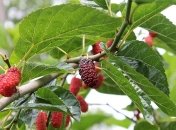 Чудодейственная шелковица: полезные свойства для похудения