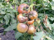 Фітофтора вражає томати та інші рослини сімейства пасльонові