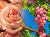 Рожевий кущ біля винограду — індикатор, що вказує, здорова лоза чи ні