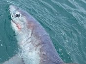 Британец поймал огромную хищницу.