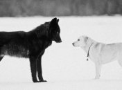 Ученые выяснили, кто умнее - волки или собаки