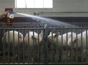 Мясо подешевеет к концу Рождественского поста - прогноз