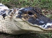 В США преступники сожгли питомник рептилий, украв уникального белого аллигатора (Видео)