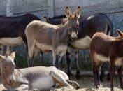  Сыр из ослиного молока признан самым дорогим