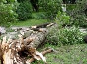 Ураган повалил деревья и затопил жилые дома в Крыму