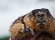 Сурок Тимка прогнозирует прохладную весну