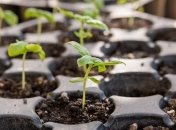 Глобальное потепление и рассада: стоит ли садить семена раньше положенного срока?