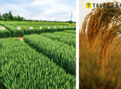 Выращивание риса