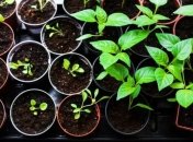 Чем подкормить рассаду для хорошего роста: лучшие народные средства (Фото)