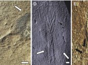 Первые животные Земли были связаны сетью странных нитей (Фото)