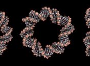 Биологи разгадали главную тайну суперскрученной ДНК