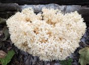 Гериций коралловидный