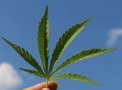 Ученые выяснили нейробиологические последствия употребления каннабиса подростками