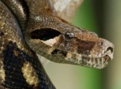 Яд змеи может излечивать злокачественные опухоли 