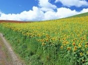 Синоптики рассказали, каким будет лето
