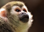 "Оказалась в своей стихии": в сети появилось курьезное видео ловли обезьяны в одном из ТРЦ Харькова 