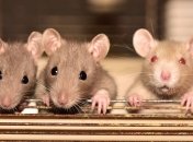 МОЗ хоче заборонити тестувати косметику на тваринах