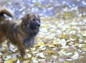 Животные помогают справиться с одиночеством