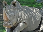 Умер один из последних в мире северных белых носорогов   