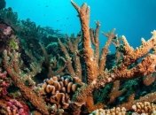 У берегов ОАЭ появятся крупнейшие искусственные коралловые сады